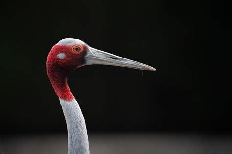 Close-Up Shot of a Crane Bird · Free Stock Photo