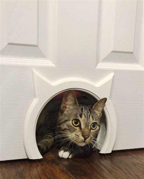 Best Cat Door For Interior Doors - Reviews 2020 | Better dog