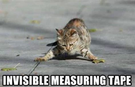 wonder what he's measuring? | Cat memes, Funny animal images, Funny cat photos