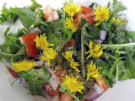 Dandelion a nutritious alternative while you wait for morels | Outdoors ...