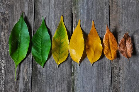 Life cycle of leaves on the wooden background. Color of leaves in autumn from green and yellow ...