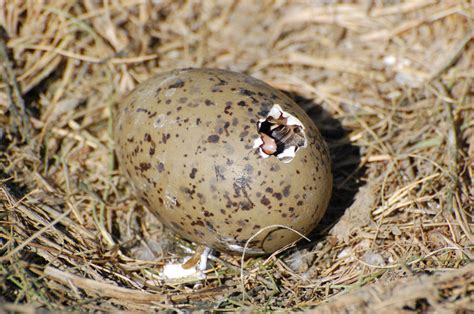 Seagull egg by weddige on DeviantArt