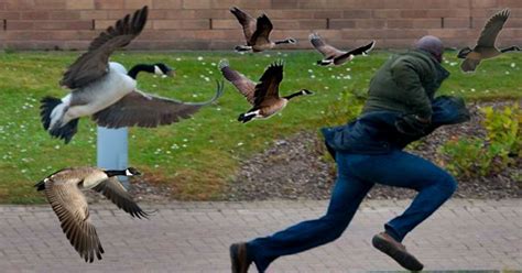 What To Do When a Canada Goose Attacks! - Blog - 103.9 MAX FM