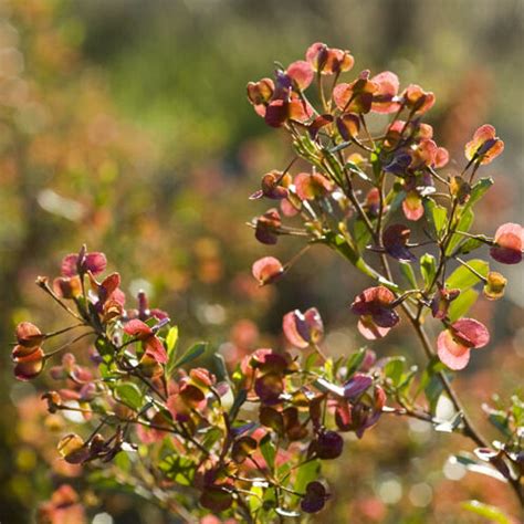 Dodonaea viscosa ssp cuneata - Wedge Leaf Hop Bush seeds x30 - Ole ...