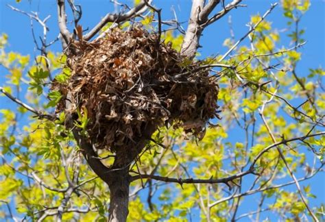 What Do Squirrel Nests Look Like | Fascinating Insights into Their Structure - Pest Samurai