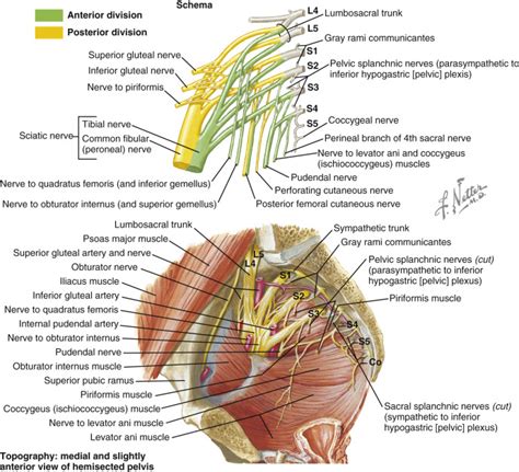 Applied Anatomy of the Sacral Spine | Neupsy Key