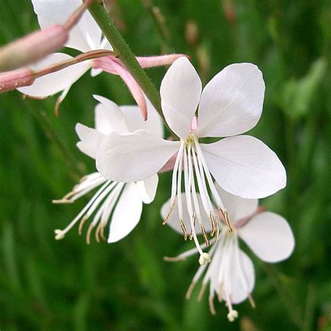 Gaura Plant Species - The Good Earth Garden Center