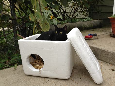 Volunteers build small shelters for feral cats | The Krakow Post