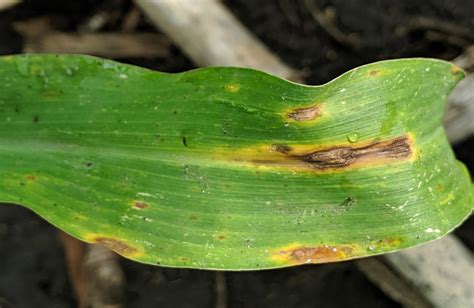 Southern Corn Leaf Blight