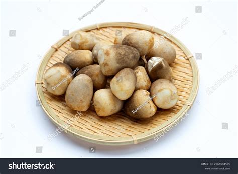 3,364 Bamboo Fungus Images, Stock Photos & Vectors | Shutterstock