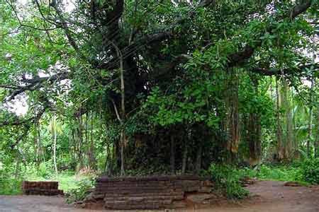 Kavu – Sacred Grove – Worship Places With Trees And Shrubs In Kerala ...