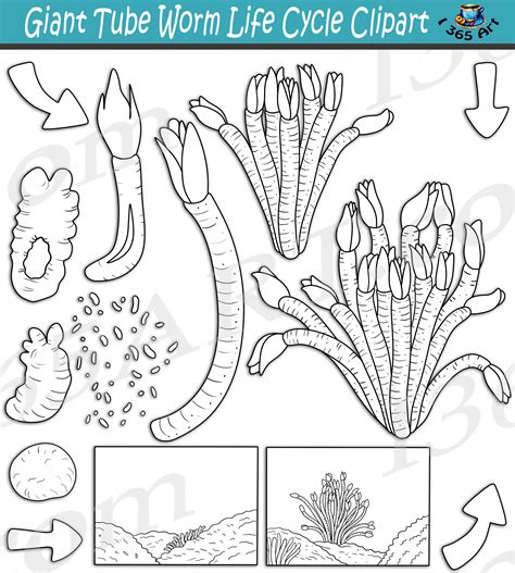 Giant Tube Worm Life Cycle Clipart Set - Clipart 4 School