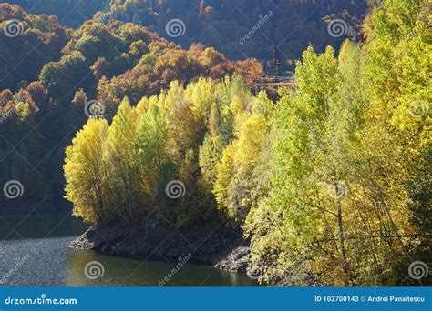 Yellow forest in autumn stock image. Image of houses - 102700143