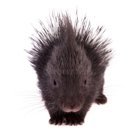 Indian Crested Porcupine Baby on White Stock Image - Image of hedge, shell: 111744901