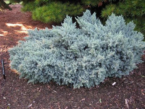 Blue Star Juniper - Blue Grass Nursery, Sod and Garden Centre: Calgary ...