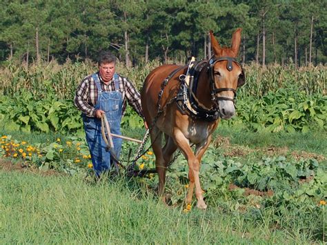 Farm | Horry County Museum | Mules animal, Horse farms, Horses