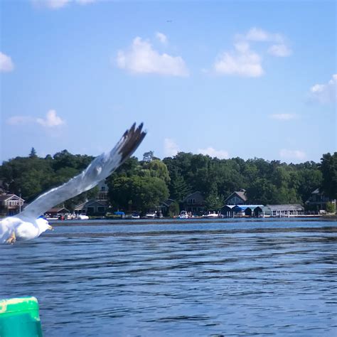 Grays-Bay-Lake-Minnetonka-with-seagull