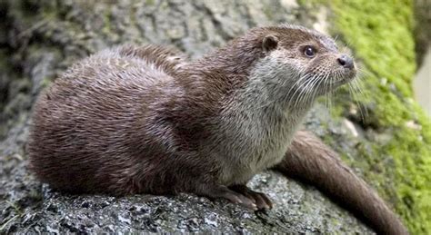 European otter (Lutra lutra)