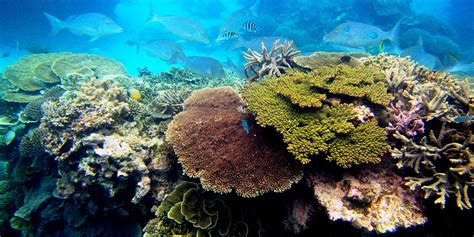 Corals and sea anemones (anthozoa) | Smithsonian's National Zoo