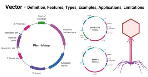 Vector: Features, Types, Examples, Uses, Diagram