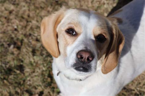 The Beagador - Beagle Lab Mix Breed Information | Your Dog Advisor