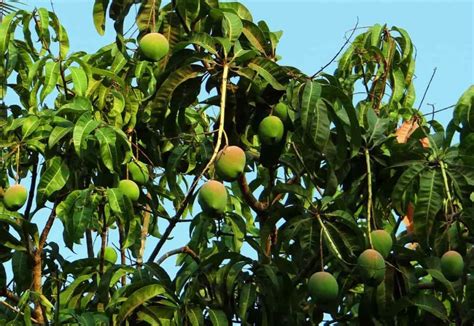 Mango Farming in Mexico: How to Start, Planting to Harvesting, and ...