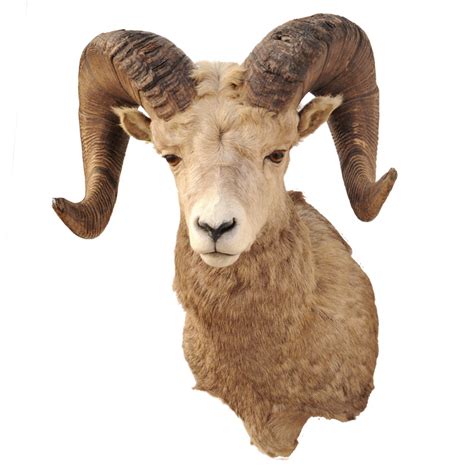 Bighorn Sheep 38" Horns - Taxidermy Mounts for Sale and Taxidermy Trophies for Sale!