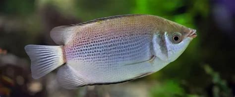 Gourami Fish Care Guide: Fact Sheet, Breeding, Behavior