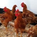 Meat Chickens - Best Breeds, Care and Troubleshooting Tips