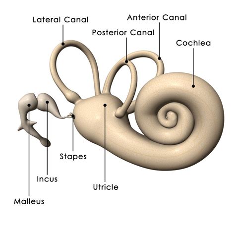 [DIAGRAM] Blank Diagrams Of Inner Ear - MYDIAGRAM.ONLINE