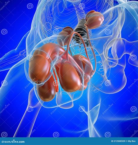 Male Reproductive System Anatomy for Medical Concept 3D Rendering Stock ...