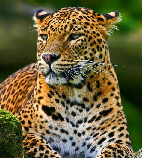 The beautiful Sri Lankan Leopard is endangered. There are less than 250 left in the wild. Thanks ...