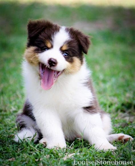 chocolate tri colour puppy Brown Border Collie, Border Collie Puppies, Border Collies, Cute ...