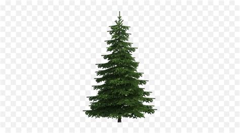 Realistic Pine Tree Png Clip Art - Transparent Pine Tree Png Emoji,Pine ...