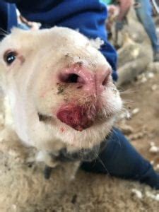 Scabby (Sore) Mouth (Orf) – A Disease of Sheep and Goats | OSU Sheep Team