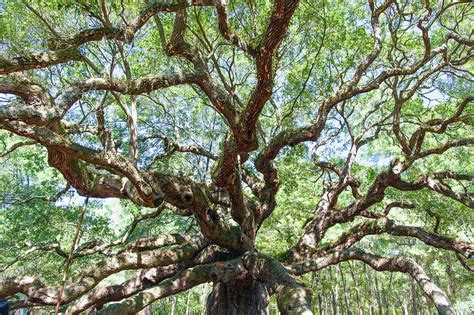 Angel Oak Photograph by Jackson Ball | Fine Art America