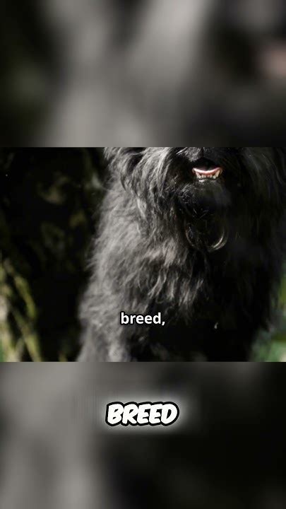 The Charming Affenpinscher: Unveiling the Monkey Dog Breed #education # ...