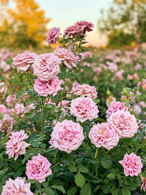 Grace Rose Farm, the Magic of Fragrant Roses — Gulshan London