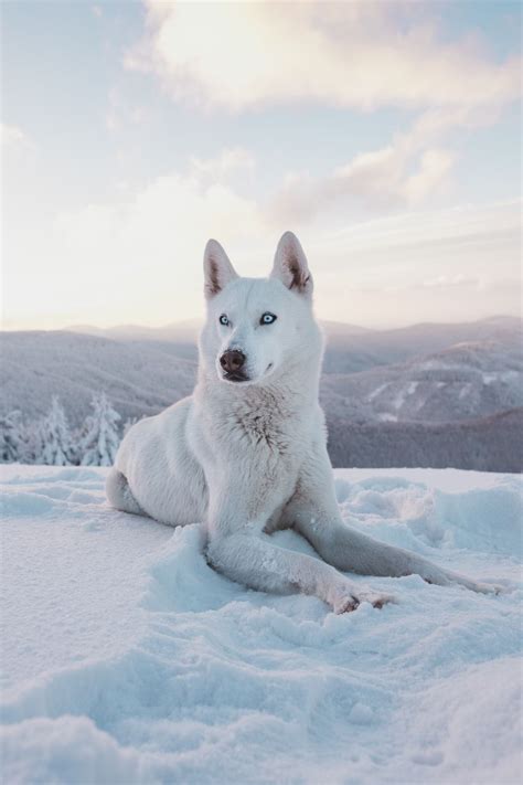 Husky iPhone Winter Wallpapers - Wallpaper Cave