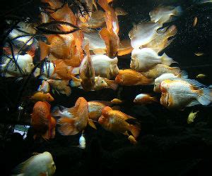 Midas Cichlid Care Is Very Manageable