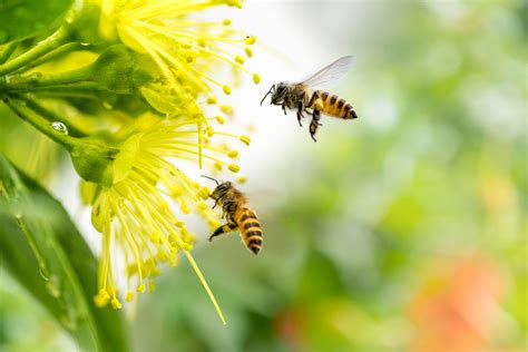 Bees Help Garden Flowers | Here’s How