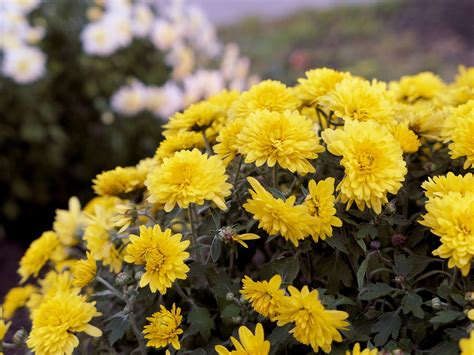 Yellow Mums - Free Stock Photo - FOCA Stock