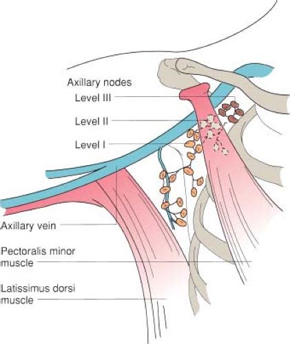 Axillary Lymph Nodes Drain Into - Best Drain Photos Primagem.Org