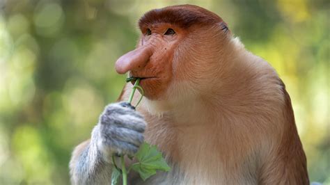 Monkey Mania: The monkeys with the biggest nose in the world - CGTN