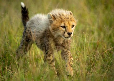 Baby Cheetahs Eating