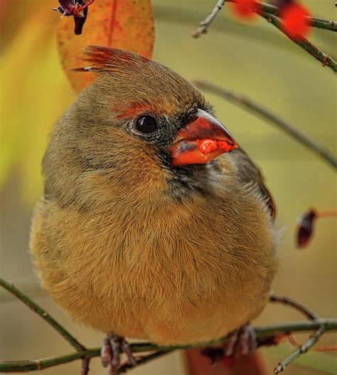 Feeding Fall Female Cardinal Photograph by Dale Kauzlaric | Fine Art ...