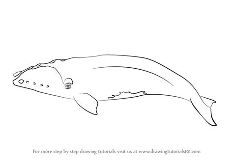 How to Draw a Right Whale (Marine Mammals) Step by Step | DrawingTutorials101.com