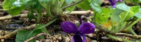 Viola odorata - Chelsea Physic Garden