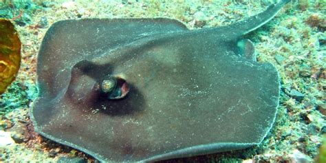 Java stingaree declared extinct after 160 years out of sight - The Daily Climate