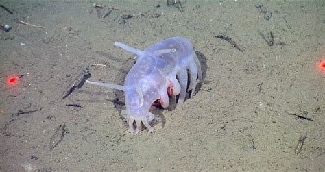 Sea Pigs Look Like Aliens And Live On The Ocean Floor